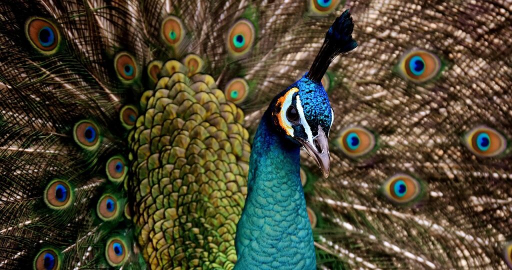 HOME peacock, beautiful, multicoloured, bird, coloured, proudly, nature, peacock eye