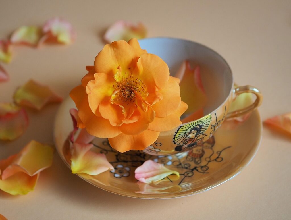 HOME cup, rose blossom, dishes, teacup, blossom, bloom, nature, summer, sun, summer, summer, summer, summer, summer
