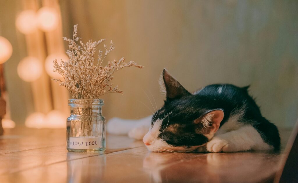 HOME A serene scene of a black and white cat sleeping next to a vase of dried flowers on a wooden table indoors.