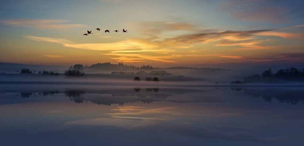 sunset, clouds, heaven, view, birds, animal, flying, nature, flock of birds, migratory birds, view, birds, birds, birds, birds, birds